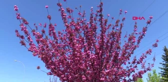 KONYA Kyoto'yla kardeş şehir olan Konya'daki parklarda yüzlerce sakura ağacı var