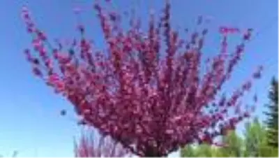 KONYA Kyoto’yla kardeş şehir olan Konya’daki parklarda yüzlerce sakura ağacı var