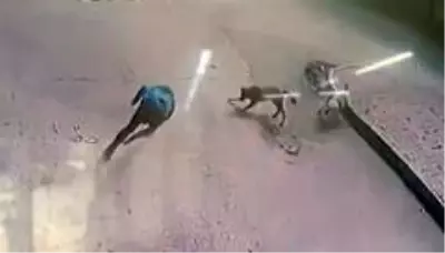 Sokak ortasında köpeklerin saldırısına uğrayan genç, büyük panik yaşadı