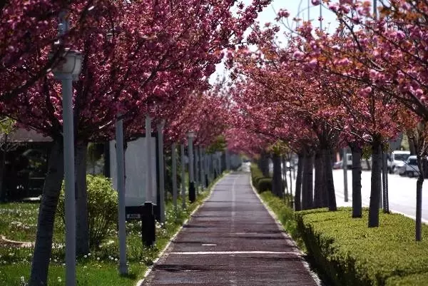 Kyoto'yla kardeş şehir olan Konya'daki parklarda yüzlerce ...