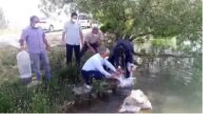 Malatya'da göletlere 50 bin balık bırakıldı Malatya'da göletlere 50 bin balık bırakıldı