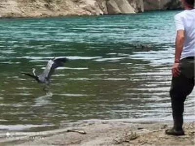 Misinaya takılan gri balıkçıl kuşu kurtarıldı