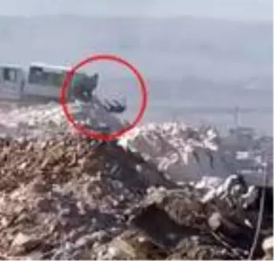 Ölü köpeklerin çöpe atıldığı görüntüler hayvanseverlerin tepkisini topladı Ölü köpeklerin çöpe atıldığı görüntüler hayvanseverlerin tepkisini topladı