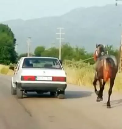 Otomobile bağladıkları atı metrelerce koşturdular