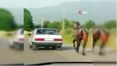 Otomobile bağladıkları atı metrelerce koşturdular