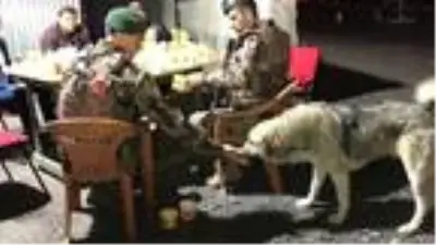 Polis, iftar yemeğini sokak hayvanlarıyla paylaştı