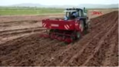 Sivas’ta mor patates ekimi yapıldı