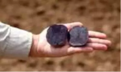 Sivas'ta mor patates ekimi yapıldı
