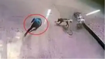 Sokak ortasında köpeklerin saldırısına uğrayan genç, büyük panik yaşadı Sokak ortasında köpeklerin saldırısına uğrayan genç, büyük panik yaşadı