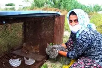 Tilkinin kurnazlığı emekli polise sökmedi