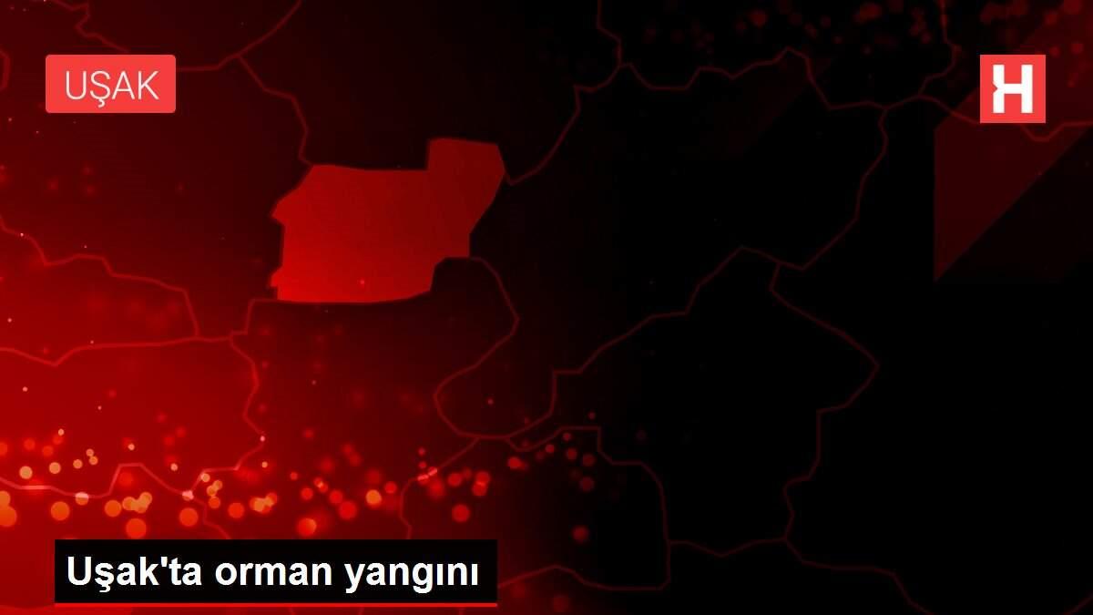 Uşak'ta orman yangını