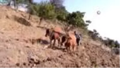 Varto’da kara sabanların yerini atlar aldı