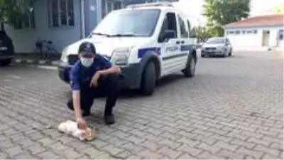 Yılan tarafından ısırılan kediye polis şefkati