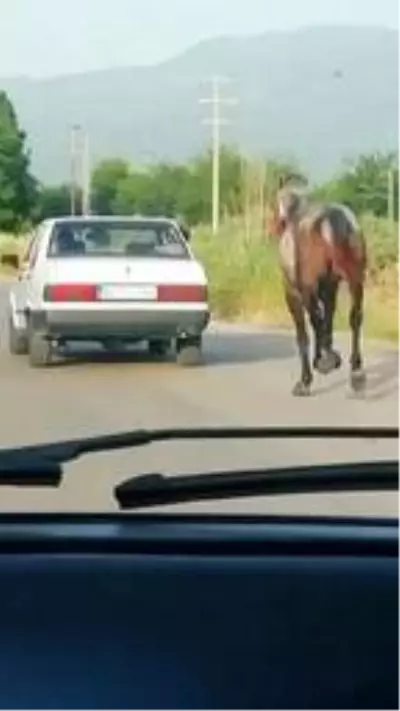 Atın, otomobille koşturulmasına tepki Atın, otomobille koşturulmasına tepki