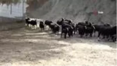 Avrupa’nın en kaliteli koyun ırkını ithal etti, siparişlere yetişemiyor