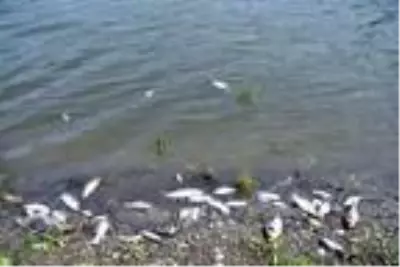 Barajdaki balık ölümlerinin nedeni sudaki oksijen değerinin düşmesi Barajdaki balık ölümlerinin nedeni sudaki oksijen değerinin düşmesi