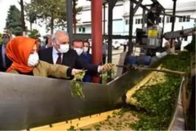 Başkan Zorluoğlu çay alım fabrikasını gezdi Başkan Zorluoğlu çay alım fabrikasını gezdi