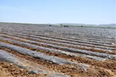 Bölgenin en büyük çilek bahçesi Gümüşhane'de kuruldu