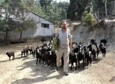 Bu koyunu almak isteyenler 5 ay sıra bekliyor
