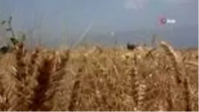 Buğday hasadı başladı, çiftçinin yüzü gülüyor Buğday fiyatı çiftçiyi