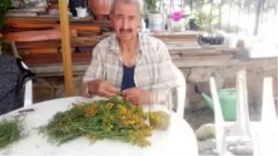 Burhaniye'de kantaron çiçeği hasadına başlandı Burhaniye'de kantaron çiçeği hasadına başlandı