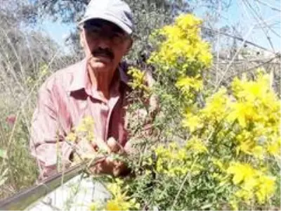 Burhaniye'de kantaron çiçeği hasadına başlandı Burhaniye'de kantaron çiçeği hasadına başlandı