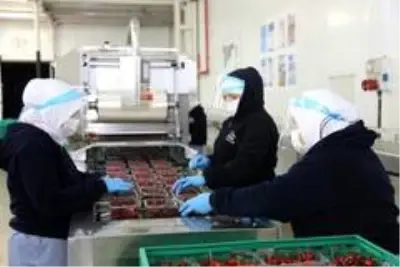 Bursa'nın ilk kiraz hasadı Almanya yolcusu