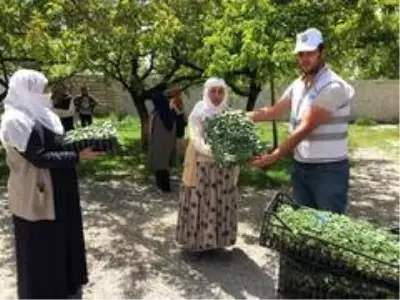 Edremit'te çiftçilere 170 bin sebze fidesi dağıtıldı