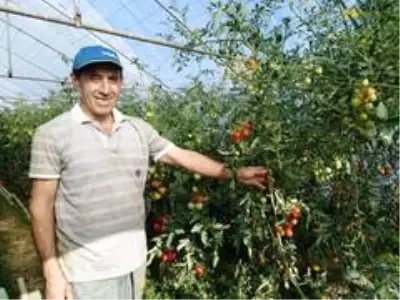 Emekli öğretmen, kurduğu serada organik ürün yetiştiriyor