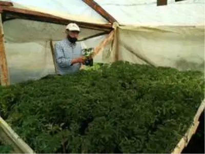 Emekli öğretmen, kurduğu serada organik ürün yetiştiriyor Emekli öğretmen, kurduğu serada organik ürün yetiştiriyor