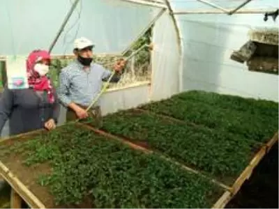 Emekli öğretmen, kurduğu serada organik ürün yetiştiriyor Emekli öğretmen, kurduğu serada organik ürün yetiştiriyor