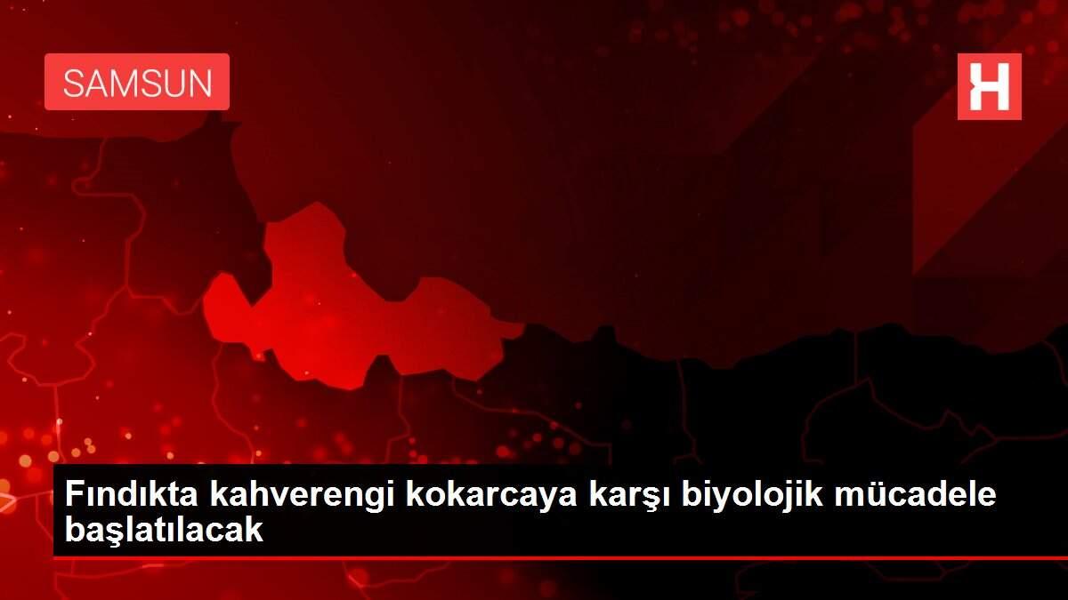 Fındıkta kahverengi kokarcaya karşı biyolojik mücadele başlatılacak