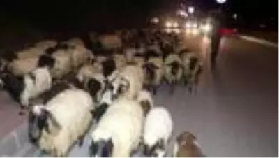 HAKKARİ Karayoluna giren koyun sürüsü, trafiği aksattı HAKKARİ Karayoluna giren koyun sürüsü, trafiği aksattı