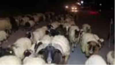 HAKKARİ Karayoluna giren koyun sürüsü, trafiği aksattı HAKKARİ Karayoluna giren koyun sürüsü, trafiği aksattı