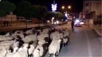 Hakkari şehir merkezinden koyun sürüsü geçti