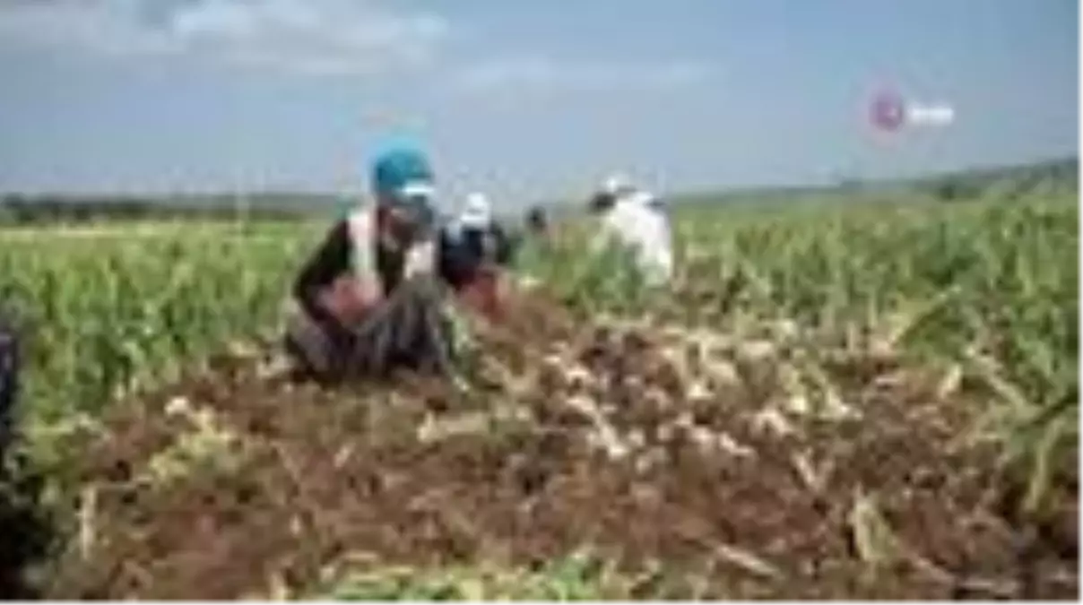 Kahramanmaraş'ta 'beyaz altın'ın hasadına başlandı