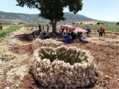 Kahramanmaraş'ta hasadına başlanan sarımsak tarlada 15 liraya alıcı buluyor Kahramanmaraş'ta hasadına başlanan sarımsak tarlada 15 liraya alıcı buluyor