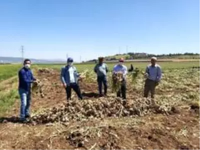 Kahramanmaraş'ta hasadına başlanan sarımsak tarlada 15 liraya alıcı buluyor Kahramanmaraş'ta hasadına başlanan sarımsak tarlada 15 liraya alıcı buluyor