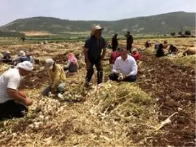 Kahramanmaraş'ta hasadına başlanan sarımsak tarlada 15 liraya alıcı buluyor Kahramanmaraş'ta hasadına başlanan sarımsak tarlada 15 liraya alıcı buluyor