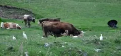 Kars'ta sığır balıkçılı görüldü