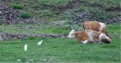 Kars'ta sığır balıkçılı görüldü Kars'ta sığır balıkçılı görüldü