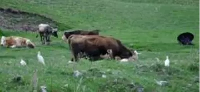 Kars'ta sığır balıkçılı görüldü Kars'ta sığır balıkçılı görüldü