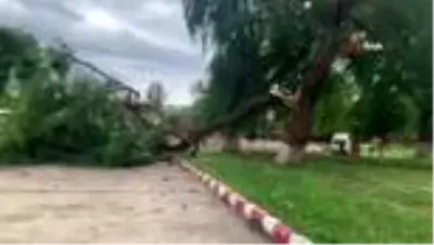 Kuvvetli rüzgar ağacı ortasından kırdı Kuvvetli rüzgar ağacı ortasından kırdı