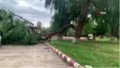 Kuvvetli rüzgar ağacı ortasından kırdı Kuvvetli rüzgar ağacı ortasından kırdı