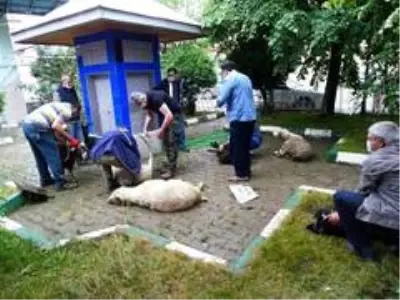 Mahalle halkı 'Korona virüs bitsin' diye 11 küçükbaş, 2 büyükbaş kurban kesti Mahalle halkı 'Korona virüs bitsin' diye 11 küçükbaş, 2 büyükbaş kurban kesti