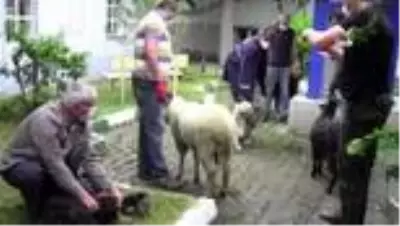 Mahalle halkı 'Korona virüs bitsin' diye 11 küçükbaş, 2 büyükbaş kurban kesti Mahalle halkı 'Korona virüs bitsin' diye 11 küçükbaş, 2 büyükbaş kurban kesti