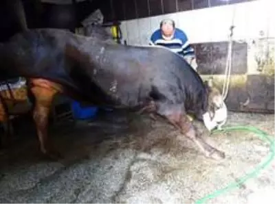 Mahalle halkı 'Korona virüs bitsin' diye 11 küçükbaş, 2 büyükbaş kurban kesti Mahalle halkı 'Korona virüs bitsin' diye 11 küçükbaş, 2 büyükbaş kurban kesti