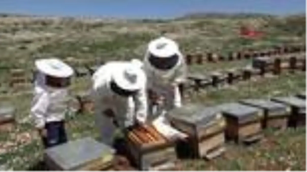 MERSİN ERDEMLİ'DE KOVANLARDAN 'BAL' AKACAK