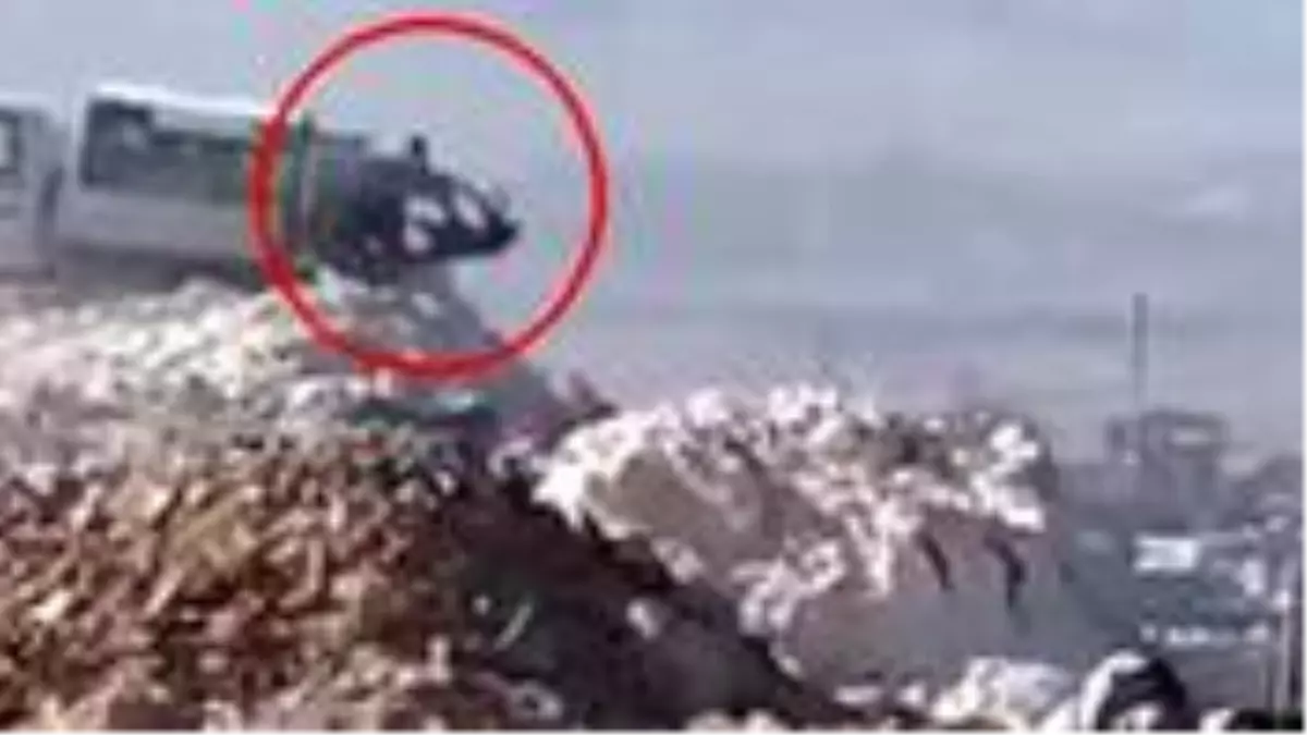 Ölü köpeklerin çöpe atıldığı görüntüler hayvanseverlerin tepkisini topladı