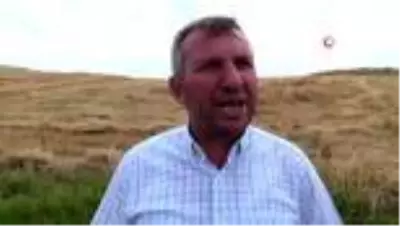 Osmaniye'de buğday hasadı başladı Osmaniye'de buğday hasadı başladı